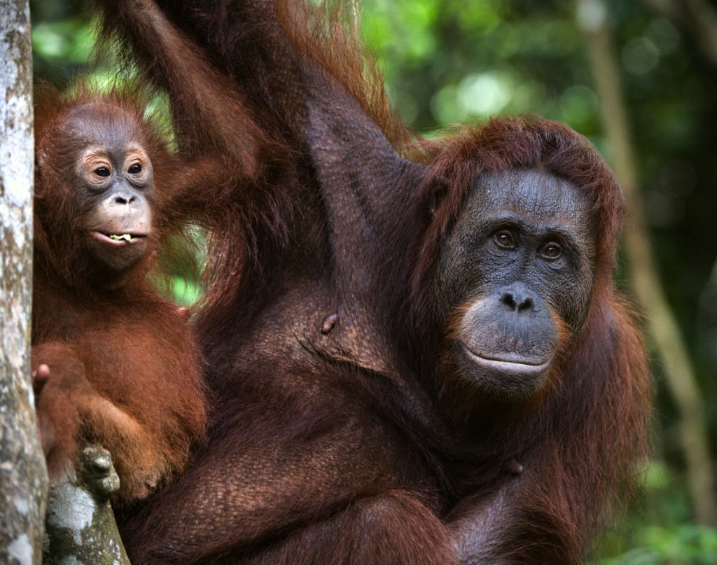 List your business on tree4 life and save the orangutan small